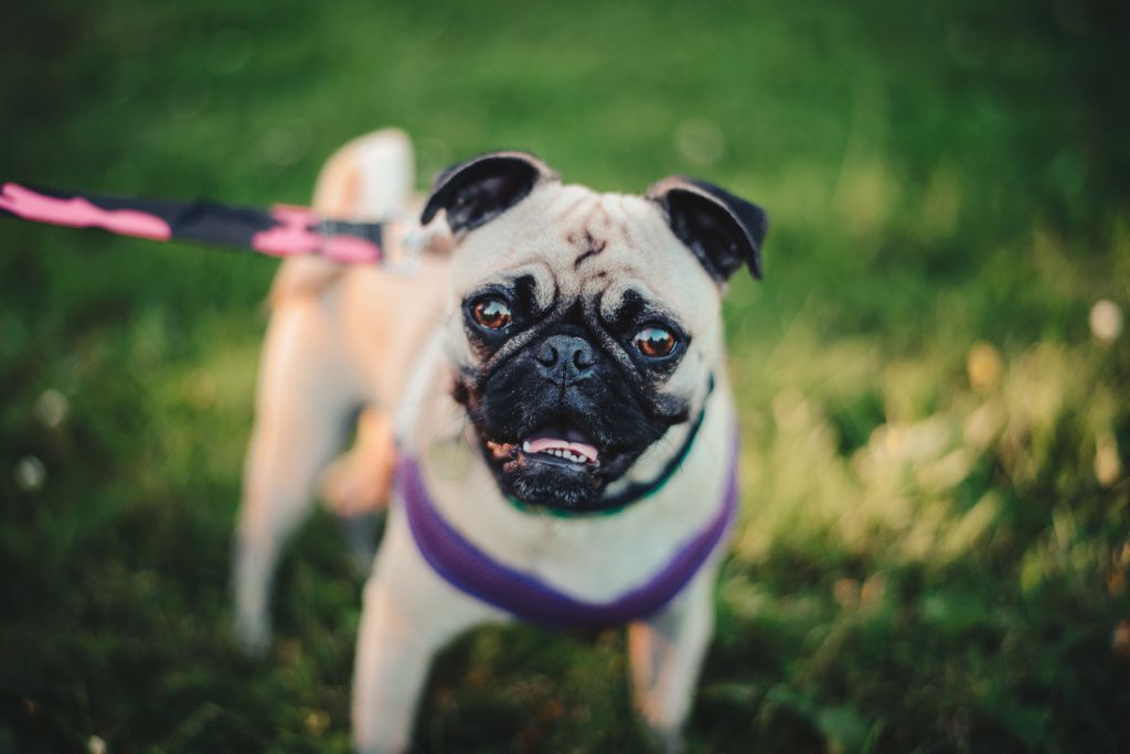 Cuidados com os Pugs Fofinhos 