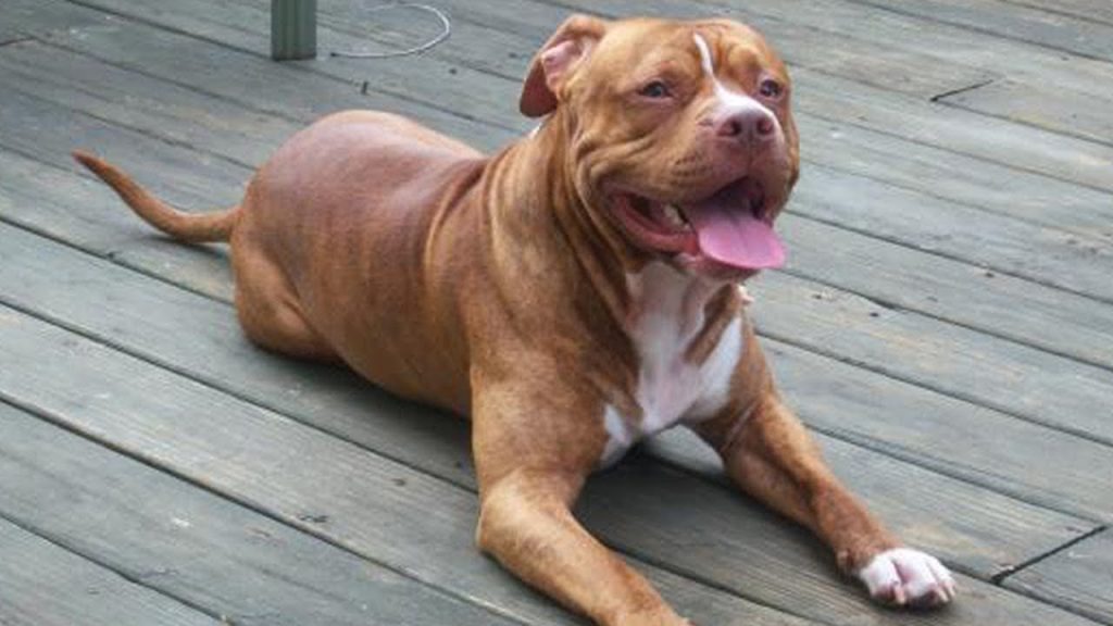 RED NOSE PITBULL