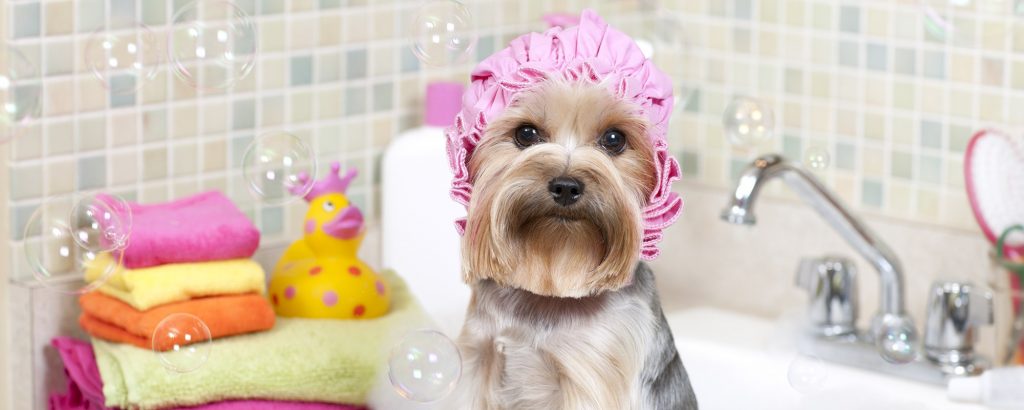 Dando banho no cachorro em casa