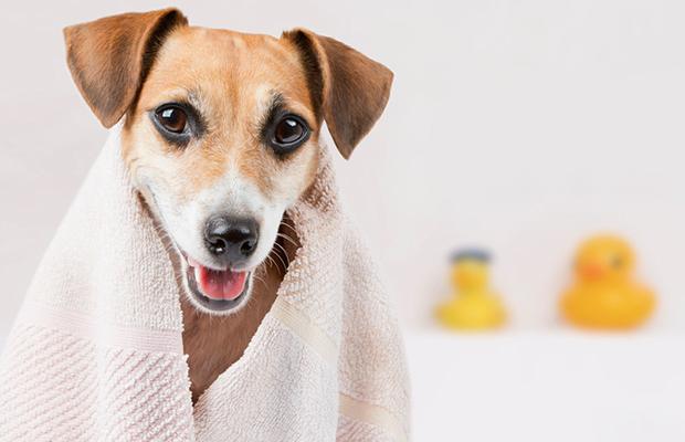 Utilizar toalha para secar cachorro