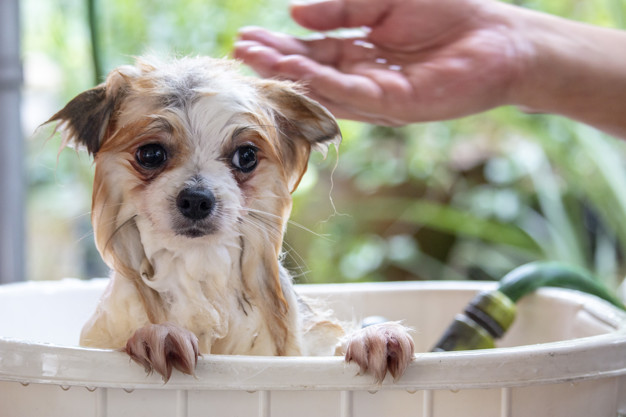 Pode usar shampoo de humano em cachorro?