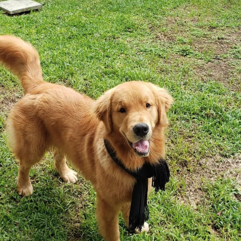 Ele tem energia de Golden Retriever!