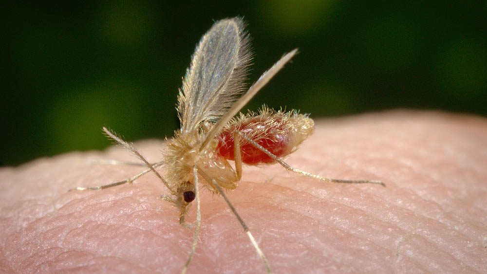 mosquito leishmaniose