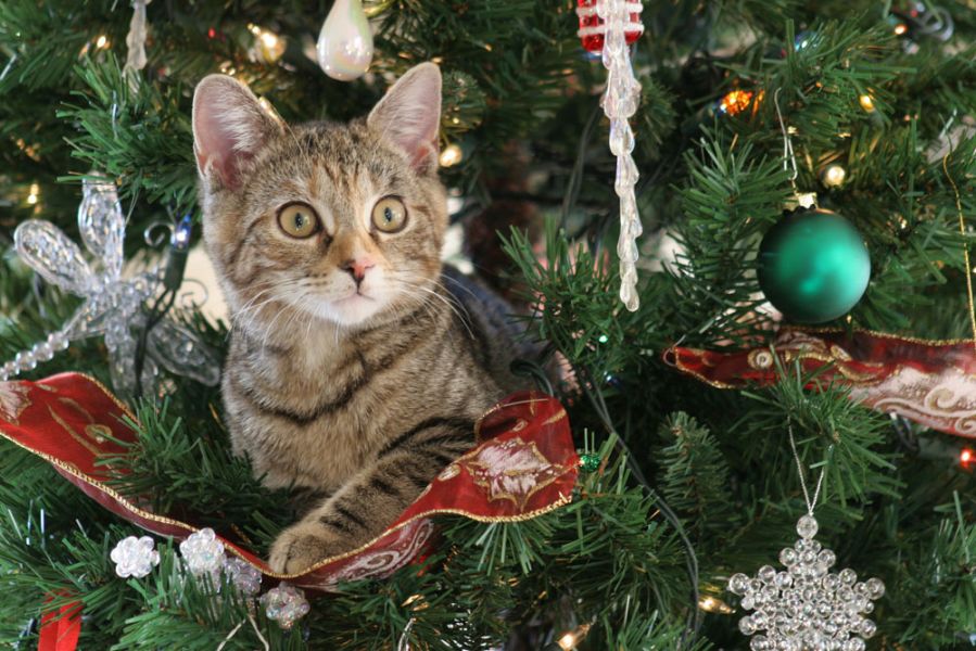 gatos e árvore de natal