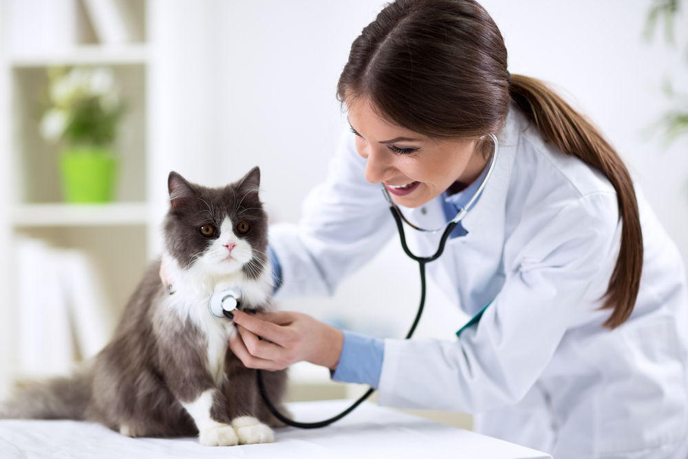 plano de saúde pra gato