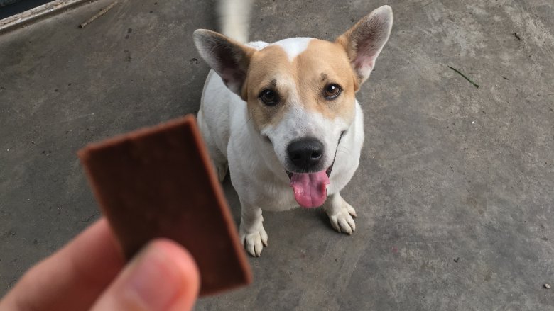 Pouco chocolate já faz mal pra cachorro