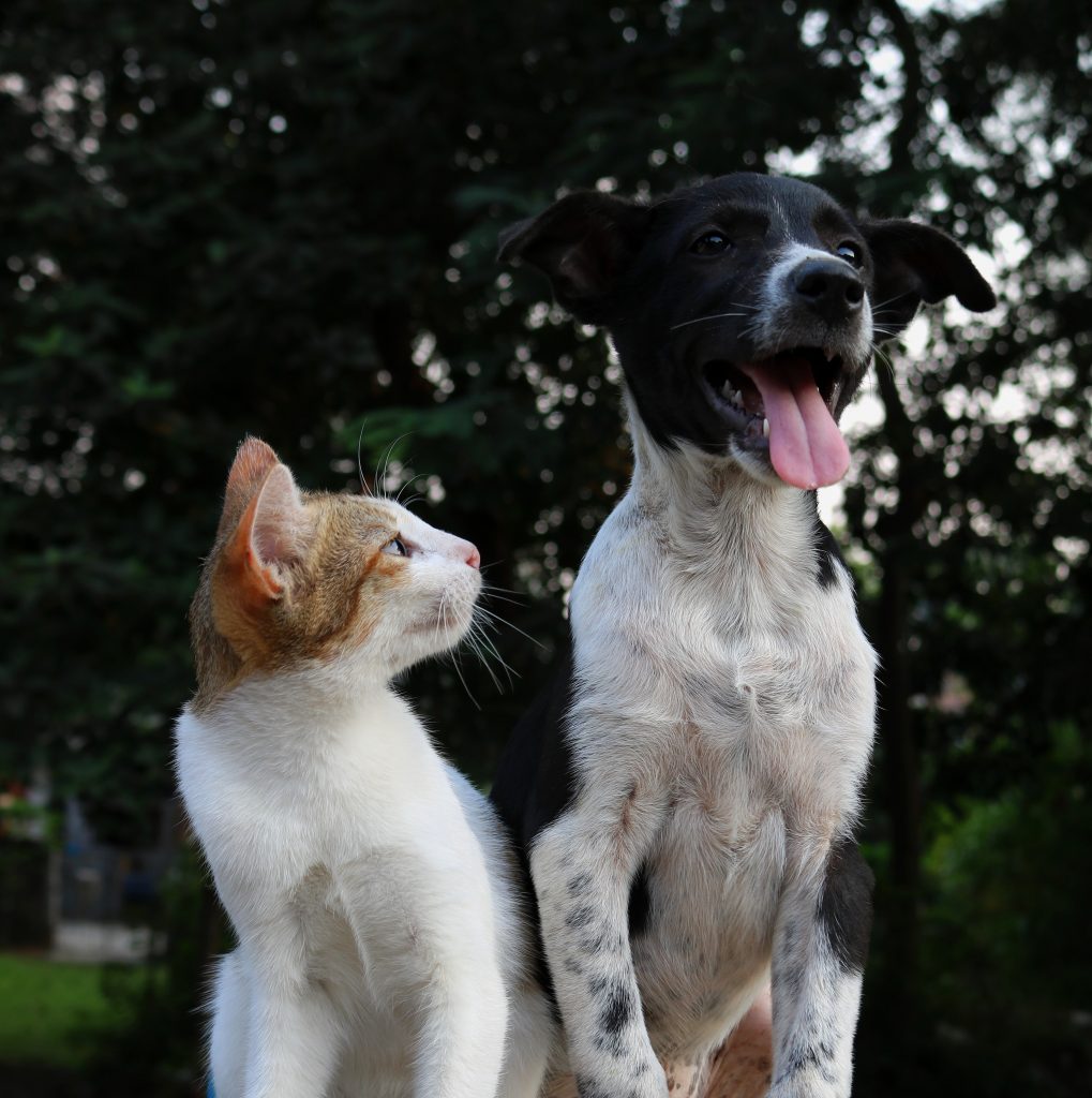 cães e gatos transmitem coronavirus