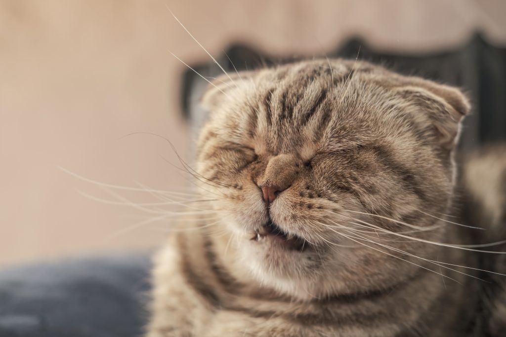 por que gato espirra