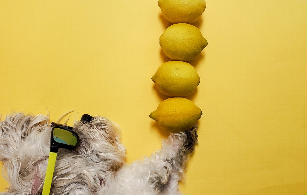 quais frutas o cachorro pode comer