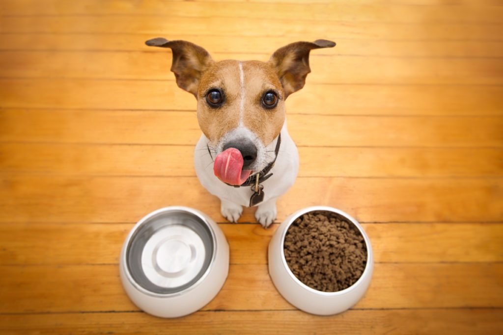 alimentação saudável cachorro