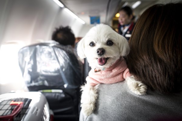 levar cachorro no avião