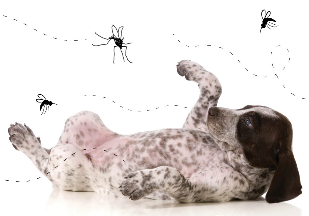 cachorro com dengue
